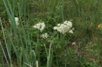 Filipendula ulmaria