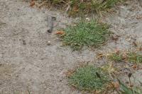 Plantago coronopus