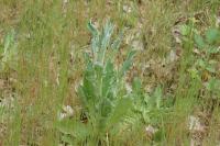 Andryala integrifolia