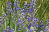 Ajuga genevensis