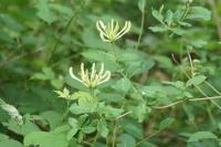 Lonicera xylosteum