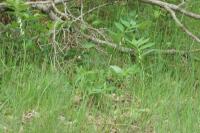 Polygonatum multiflorum