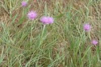Cirsium dissectum