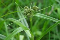 Scirpus sylvaticus