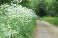 Anthriscus sylvestris