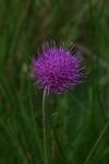 Cirsium dissectum