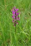 Anacamptis laxiflora