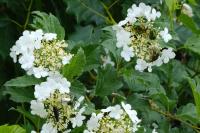Viburnum opulus