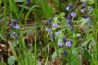 Polygala vulgaris