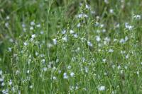 Linum