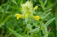 Rhinanthus minor