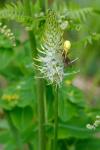 Phyteuma spicatum
