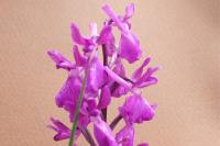Anacamptis x alata