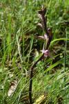 Limodorum abortivum