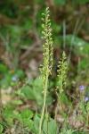 Neottia ovata