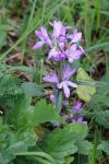 Campanula glomerata
