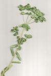 Euphorbia dulcis