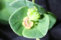 Euphorbia dulcis