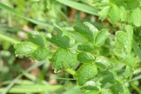 Thalictrum flavum