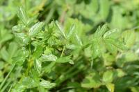 Thalictrum flavum
