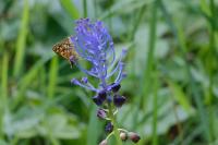 Muscari comosum