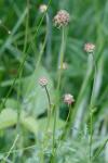 Poterium sanguisorba