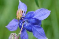 Aquilegia vulgaris