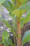 Phytolacca americana