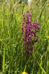 Anacamptis laxiflora
