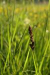 Carex disticha