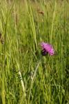 Cirsium dissectum