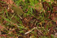 Rumex acetosella
