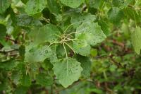 Populus tremula