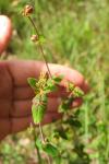 Hypericum pulchrum