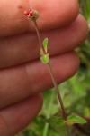 Hypericum pulchrum