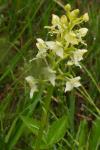 Platanthera chlorantha