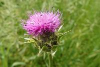 Silybum marianum