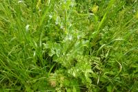Silybum marianum