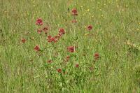Centranthus ruber