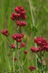 Centranthus ruber