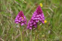Anacamptis pyramidalis