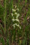 Platanthera chlorantha