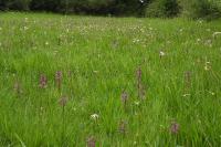 Anacamptis laxiflora