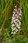 Neotinea ustulata