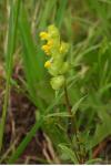 Rhinanthus minor