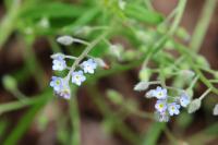 Myosotis arvensis
