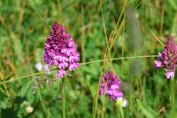 Anacamptis pyramidalis