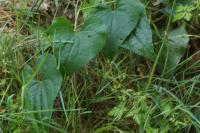 Dioscorea communis