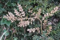 Ruscus aculeatus