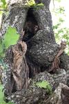 Quercus robur